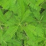 Sesbania herbacea Leaf