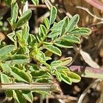 Indigofera brevicalyx Leaf