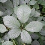 Rubus silvaticus Blad