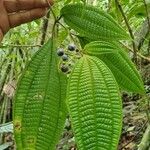 Miconia heteroclita Fuelha