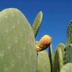 Opuntia maxima Blatt