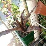 Cryptanthus zonatus Φύλλο