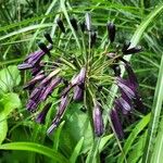 Agapanthus inapertus Blüte