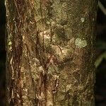Eschweilera congestiflora Corteza