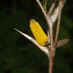 Vachellia cornigera Ffrwyth