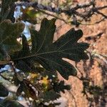 Quercus garryana Leaf