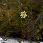 Ledum palustre Flower