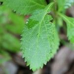 Stachytarpheta urticifolia Fuelha