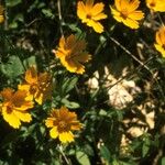 Coreopsis pubescens Характер