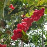 Syzygium aqueum Фрукт