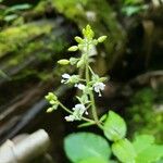 Circaea canadensis Fleur