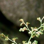 Asplenium cuneifolium Sonstige