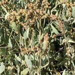 Atriplex portulacoides Blad