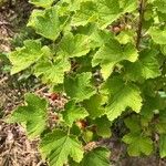 Ribes alpinum Leaf