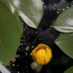 Nuphar lutea Virág