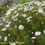 Argyranthemum foeniculaceum Хабит