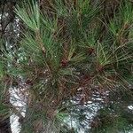 Pinus nigra Liść