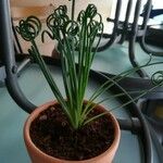 Albuca spiralis Folha