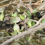 Pontederia crassipes Leaf