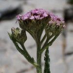 Achillea asiatica Kwiat