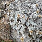 Inula verbascifolia Фрукт