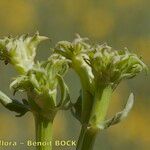 Valeriana echinata Fruto