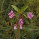 Epilobium hornemannii Hábito