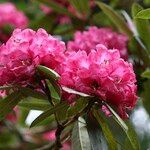 Rhododendron anthosphaerum Кветка