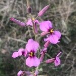 Moricandia moricandioides Fleur