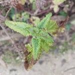 Teucrium hircanicum Blad