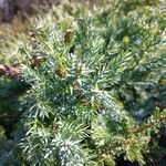 Juniperus squamata Yaprak