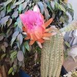 Echinopsis huascha Flor