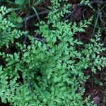 Asplenium cuneifolium Feuille