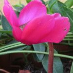 Cyclamen repandum Квітка