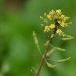 Rorippa palustris Blomma