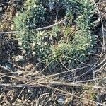 Antennaria parvifolia Листок