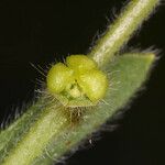 Plagiobothrys canescens Žiedas