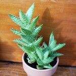 Aloe juvenna 形态