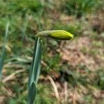 Narcissus minor Flor