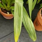 Brassia arachnoidea Leaf