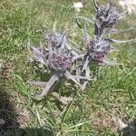 Cynoglossum magellense Flor