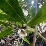 Avicennia germinans Flower