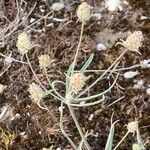 Plantago indica Blatt