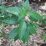 Dianthera secunda Leaf