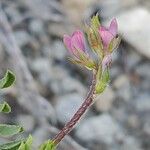 Onobrychis caput-galli Blomma