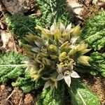 Mandragora officinarum Blodyn
