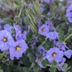 Solanum umbelliferum Flor