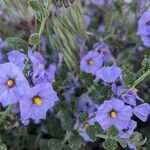 Solanum umbelliferum Květ