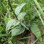 Epipactis atrorubens Blad