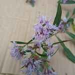 Vernonanthura montevidensis Flower